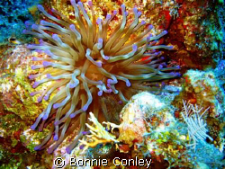 Anemone seen August 2008 in Grand Cayman.  Photo taken wi... by Bonnie Conley 